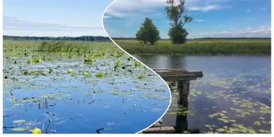 «Ні риби, ні води»: легендарне «щуче» озеро на Волині вкрилося водоростями (відео, фото)
