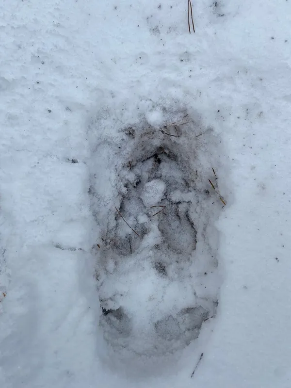 Хижаків побільшало: які тварини водяться у Шацькому нацпарку (фото)
