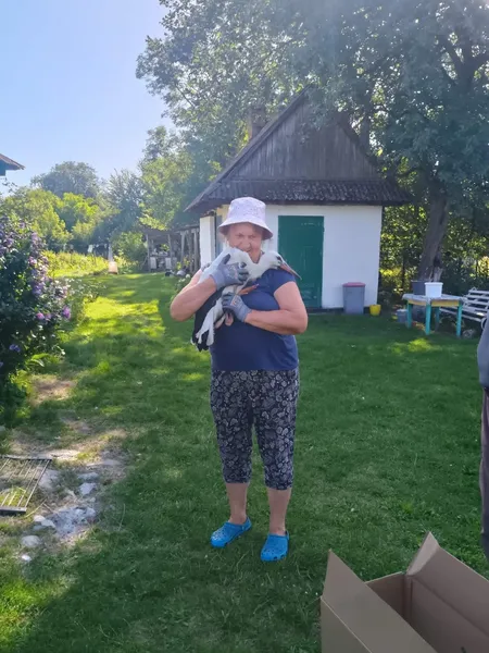 Попік лапи об електродроти: на Волині рятували лелеку (фото)