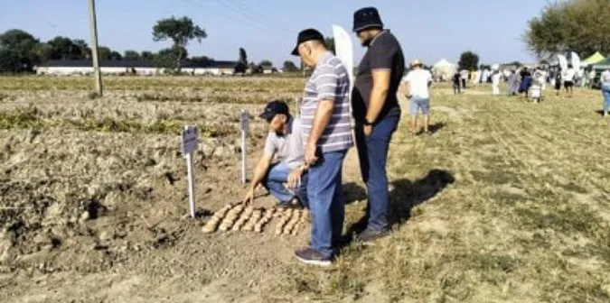 Як цьогоріч вродила картопля у волинських фермерів (фото)