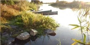 На Волині досліджували дику природу Стоходу: шукали бобрів, а зустріли норку та червонокнижного птаха (фото)
