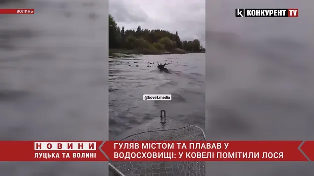 У Ковелі рибалки помітили у водоймі лося (відео)