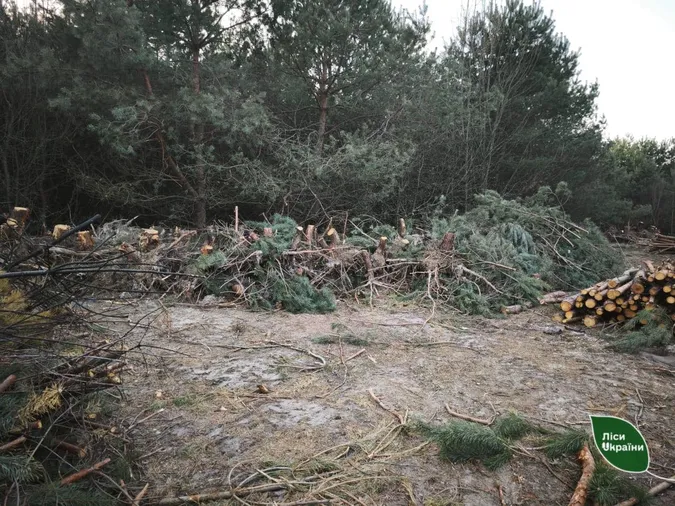 На Волині знищили молодий ліс через земельну колізію (фото)