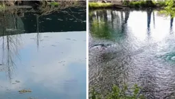 Вода зеленіє і плаває дохла риба: унікальні Оконські джерела зникли (відео)