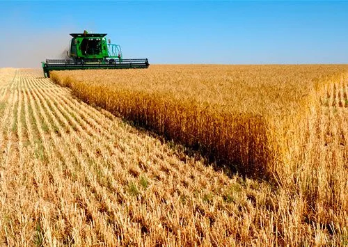 На Волині хліб здорожчає незалежно від урожайності