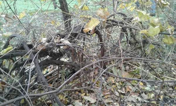 Муніципали зносять паркани у луцьких дворах (фото)