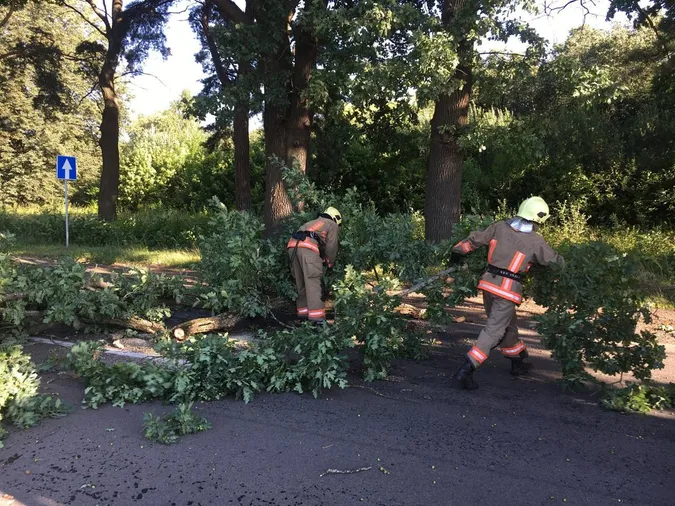 У Луцькому районі дерево звалилось на дорогу (фото)