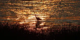 Тиша, вода і години у засідці: на Волині помітили цікавого птаха