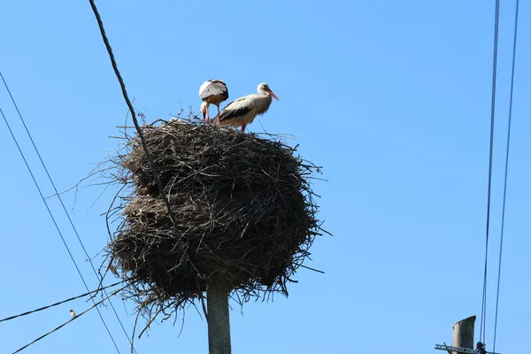 Куди літають волинські лелеки: у Шацьку закільцювали 12 пташенят (фото)