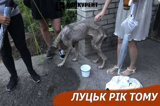 Луцьк рік тому: День молоді та порятунок собаки Белли