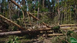 На Волині зріс попит на дрова: скільки вже заготовили та які ціни