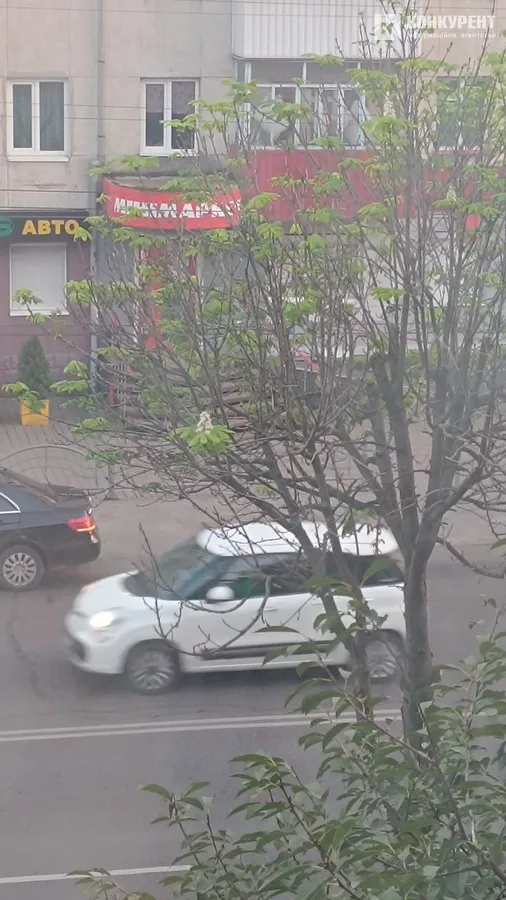 Природна аномалія: в осінньому Луцьку розцвів каштан (фото)