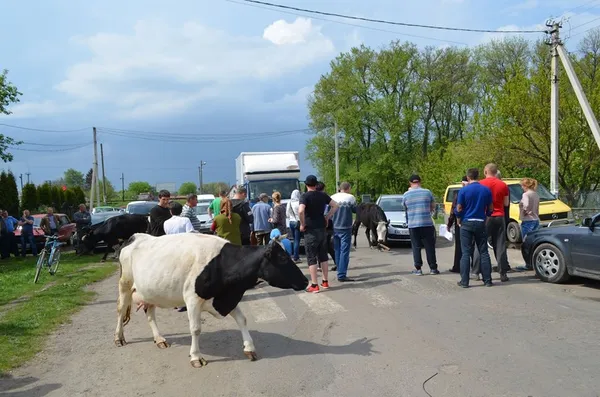 Жителі Турійського району не хочуть тваринних решток на своїй території