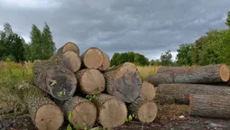 "Волиньприродресурс" продовжує судитися за ліси області (відео)