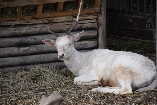 Лучан закликають не годувати мешканців зоопарку (фото)