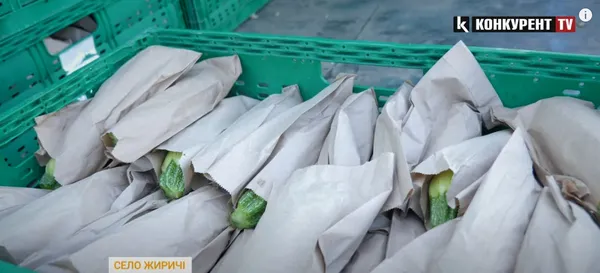 Кабачки, як хот-доги: на Волині вигадали, як берегти свіжість овочів для «Сільпо» та АТБ (відео)