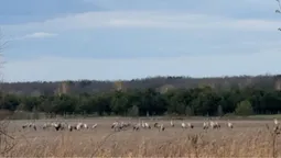 Крилаті марафонці: чиє «курликання» на Волині чути за кілька кілометрів