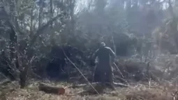 У лісі на Волині знайшли масштабну рубку дерев на мільйони (відео)