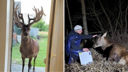 🦌Борис бореться: що відомо про стан зіркового оленя з Волині (фото)