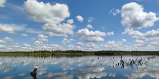 Прихована перлина Цуманської пущі: показали маловідоме урочище «Залив» (фото)