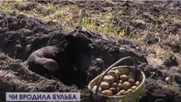 Картопляний сезон на Волині: як копають і за скільки продають (відео)