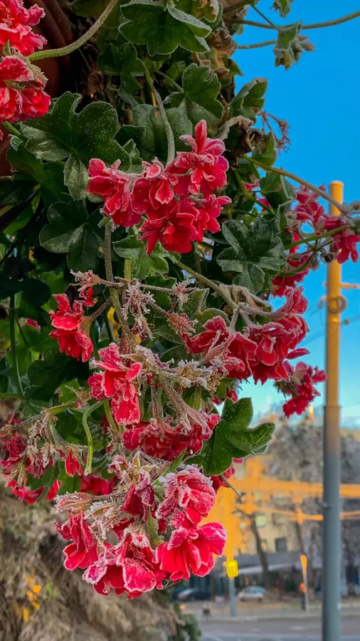 Морозний ранок в Луцьку (фото)