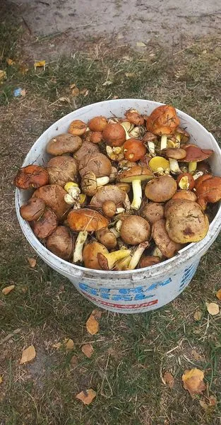 Один на одному: у Тростянці за пів години зібрали відро маслюків (фото)
