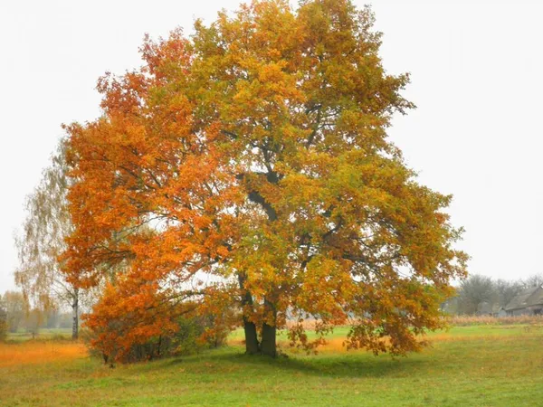 Осіння Камінь-Каширщина у фотографіях