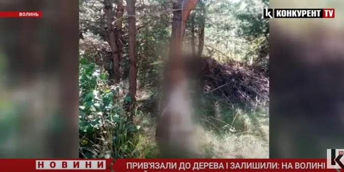 Прив'язали до дерева: на Волині знайшли закатованого до смерті собаку (відео)