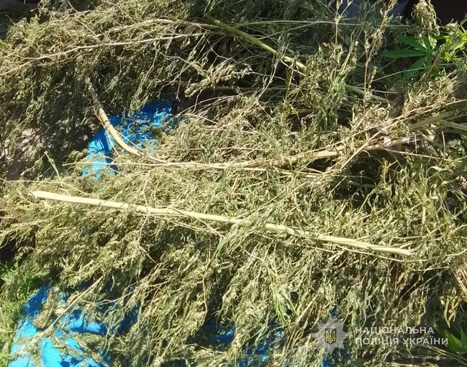 На городі волинянина знайшли 262 кущі конопель, а вдома – майже кілограм канабісу (фото)