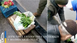 Операція «Первоцвіт»: волинські екологи «шмонали» продавців черемші (фото)