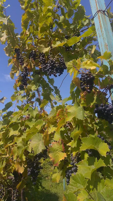 Добре те, що лишає післясмак: винороб з Луцька розповів, як правильно робити та пити вино