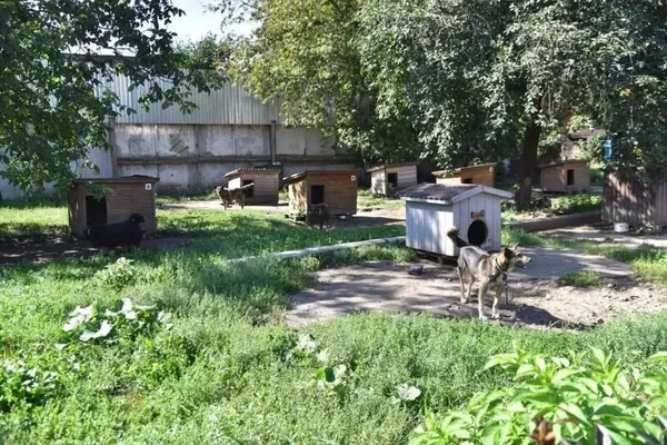 Близько 300 тварин і низка потреб: як нині працює КП «Ласка» (фото)