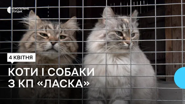 «Тварини потрапляють на вулицю з вини власників»: як «Ласка» прилаштовує безпритульних тварин у Луцьку