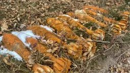 На Ковельщині у землі знайшли вісім мін (фото)