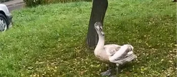 У Луцьку знайшли наляканого вибухами лебедя (відео)