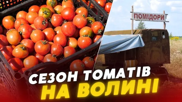 🍅Продають дешево, збираєш власноруч: під Луцьком вирощують плантацію помідорів (відео)
