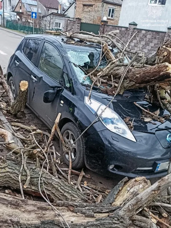 Повалені дерева й розчавлені автівки: у Луцьку негода накоїла лиха (фото)