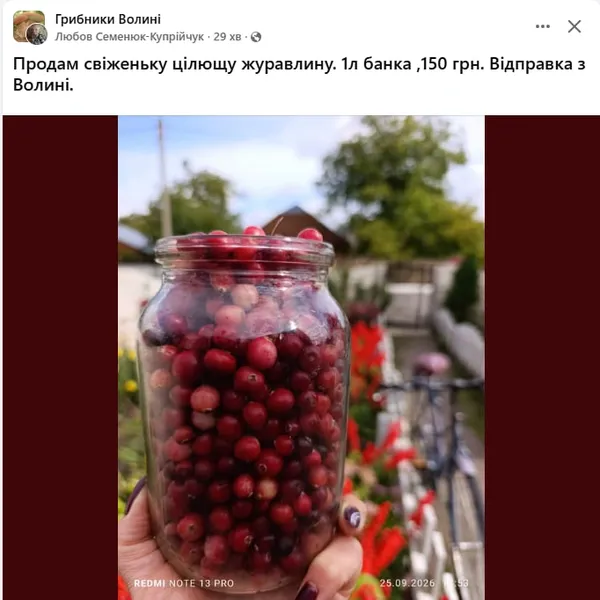 Волинське «червоне золото»: скільки коштує літр журавлини