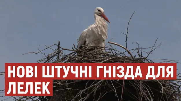На Волині встановлюють нові конструкції штучних гнізд для лелек