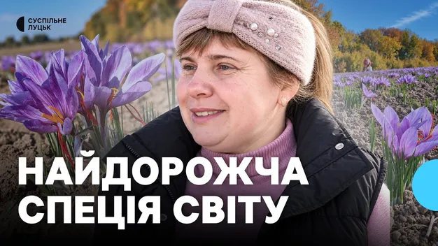 4 євро за один грам: як на Волині вирощують найдорожчу спецію у світі (фото, відео)