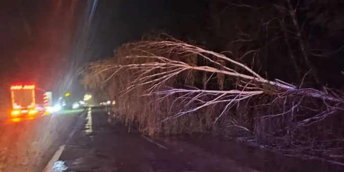 У Луцькому районі вночі дерево впало на дорогу (фото)