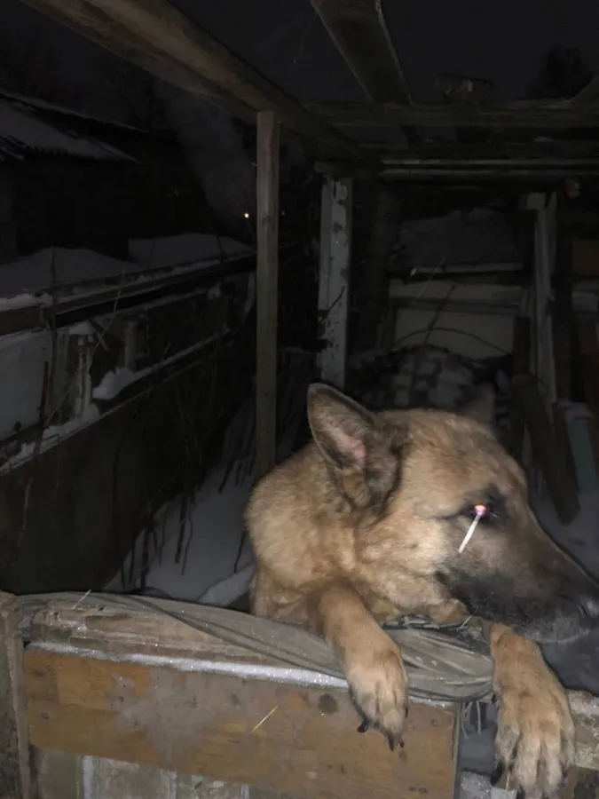 У Нововолинську чоловік у сараях тримав 12 вівчарок, серед них вже виявили крадену (фото, відео)