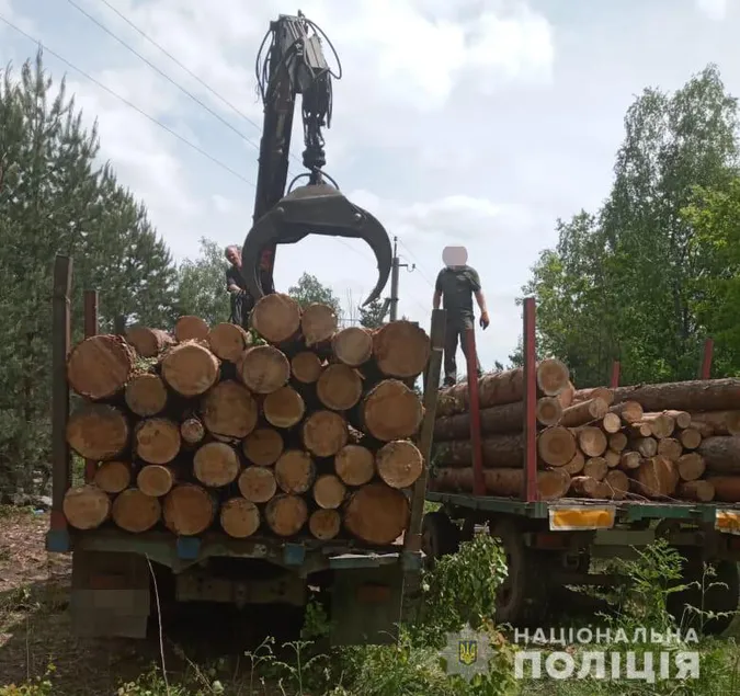 На Волині у лісосмузі знайшли зрізані сосни (фото)