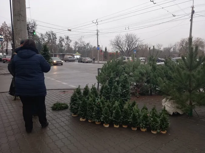 У Луцьку почали продавати ялинки: скільки коштує святкове дерево (фото)