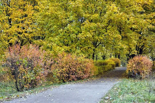 Луцький фотограф показав фантастичну «золоту» осінь (фото)