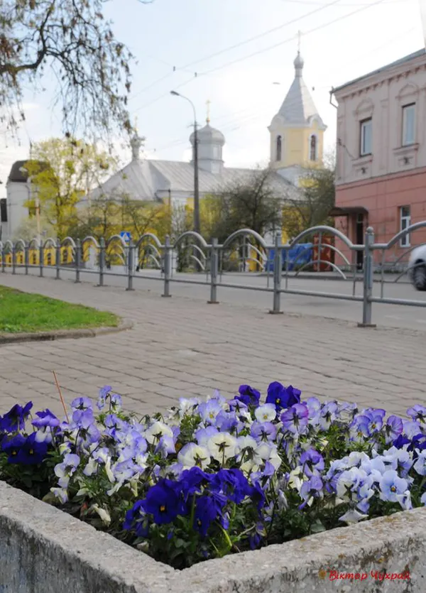 Жлобство: у Луцьку з клумби повикопували квіти (фото)