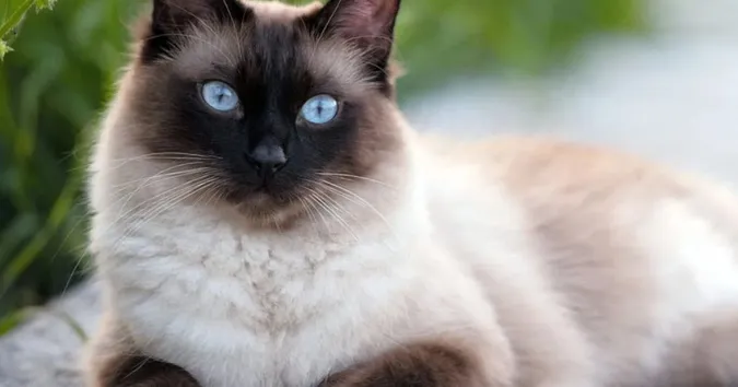 Котикам яких порід дуже важко залишатися на самоті