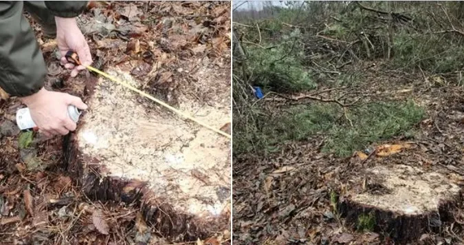 На Волині незаконно зрубали понад 120 дерев