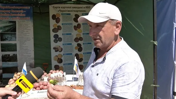«Атол» і «Лариса» пережили цьогорічну спеку: на Волині показали 47 елітних сортів картоплі (фото, відео)